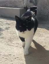 NIKITA, Katze, Europäisch Kurzhaar in Langenhagen