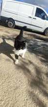 NIKITA, Katze, Europäisch Kurzhaar in Langenhagen - Bild 3