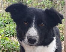 JASMIN, Hund, Mischlingshund in Rumänien - Bild 1