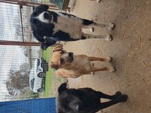 JASMIN, Hund, Mischlingshund in Rumänien - Bild 2