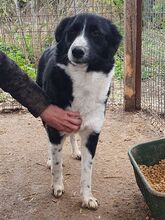 JASMIN, Hund, Mischlingshund in Rumänien - Bild 3