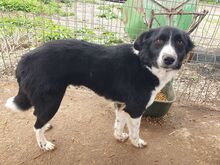 JASMIN, Hund, Mischlingshund in Rumänien - Bild 4