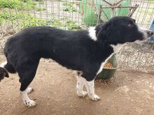 JASMIN, Hund, Mischlingshund in Rumänien - Bild 5