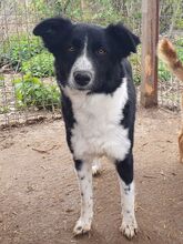 JASMIN, Hund, Mischlingshund in Rumänien - Bild 7