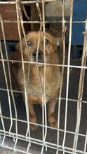 JOHN, Hund, Mischlingshund in Rumänien - Bild 1