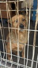 JOHN, Hund, Mischlingshund in Rumänien - Bild 2