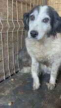 MADITA, Hund, Mischlingshund in Rumänien