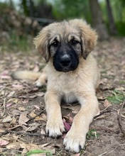 FLOP, Hund, Herdenschutzhund-Mix in Italien - Bild 1