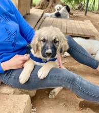 FLOP, Hund, Herdenschutzhund-Mix in Italien - Bild 2