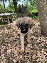 FLOP, Hund, Herdenschutzhund-Mix in Italien - Bild 3