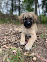 FLOP, Hund, Herdenschutzhund-Mix in Italien - Bild 4