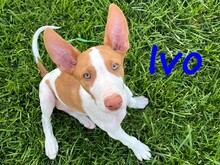 IVO, Hund, Podenco Ibicenco in Spanien - Bild 1