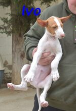 IVO, Hund, Podenco Ibicenco in Spanien - Bild 10