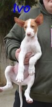 IVO, Hund, Podenco Ibicenco in Spanien - Bild 11