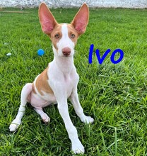 IVO, Hund, Podenco Ibicenco in Spanien - Bild 2