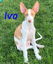 IVO, Hund, Podenco Ibicenco in Spanien - Bild 3