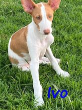 IVO, Hund, Podenco Ibicenco in Spanien - Bild 4
