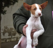 IVO, Hund, Podenco Ibicenco in Spanien - Bild 5