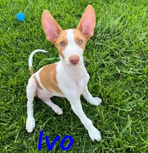 IVO, Hund, Podenco Ibicenco in Spanien - Bild 6