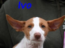 IVO, Hund, Podenco Ibicenco in Spanien - Bild 7