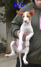 IVO, Hund, Podenco Ibicenco in Spanien - Bild 8