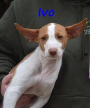 IVO, Hund, Podenco Ibicenco in Spanien - Bild 9