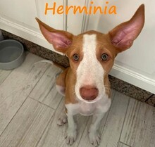 HERMINIA, Hund, Podenco Ibicenco in Spanien - Bild 1