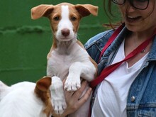 HERMINIA, Hund, Podenco Ibicenco in Spanien - Bild 10