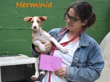 HERMINIA, Hund, Podenco Ibicenco in Spanien - Bild 11