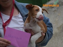 HERMINIA, Hund, Podenco Ibicenco in Spanien - Bild 12