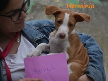 HERMINIA, Hund, Podenco Ibicenco in Spanien - Bild 13