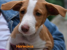 HERMINIA, Hund, Podenco Ibicenco in Spanien - Bild 14