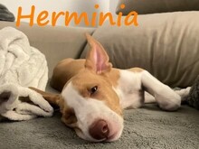 HERMINIA, Hund, Podenco Ibicenco in Spanien - Bild 2