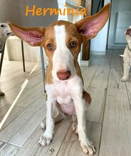 HERMINIA, Hund, Podenco Ibicenco in Spanien - Bild 3