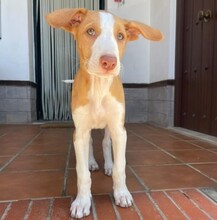 HERMINIA, Hund, Podenco Ibicenco in Spanien - Bild 5