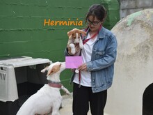 HERMINIA, Hund, Podenco Ibicenco in Spanien - Bild 7