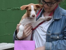 HERMINIA, Hund, Podenco Ibicenco in Spanien - Bild 8