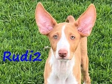 RUDI2, Hund, Podenco Ibicenco in Spanien - Bild 1