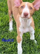 RUDI2, Hund, Podenco Ibicenco in Spanien - Bild 2