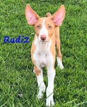 RUDI2, Hund, Podenco Ibicenco in Spanien - Bild 3