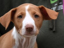 RUDI2, Hund, Podenco Ibicenco in Spanien - Bild 4