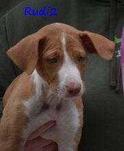 RUDI2, Hund, Podenco Ibicenco in Spanien - Bild 5