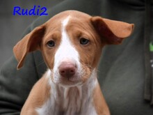 RUDI2, Hund, Podenco Ibicenco in Spanien - Bild 6