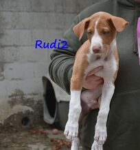RUDI2, Hund, Podenco Ibicenco in Spanien - Bild 8