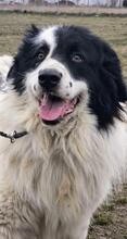 TEDDY, Hund, Karakachan-Mix in Italien