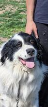 TEDDY, Hund, Karakachan-Mix in Italien - Bild 10