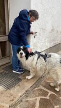 TEDDY, Hund, Karakachan-Mix in Italien - Bild 11