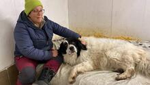 TEDDY, Hund, Karakachan-Mix in Italien - Bild 12