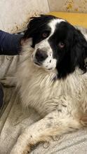 TEDDY, Hund, Karakachan-Mix in Italien - Bild 13