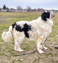 TEDDY, Hund, Karakachan-Mix in Italien - Bild 2